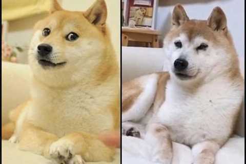 Dogecoin: The Japanese rescue dog who became the unlikely face of a crypto sensation