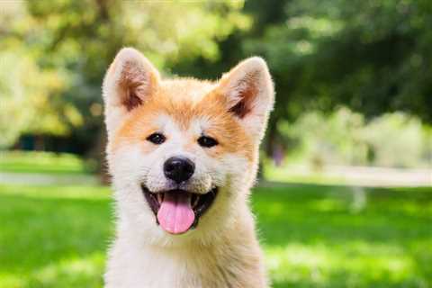 If You Invested $100 in Shiba Inu in August 2020, This Is How Much You'd Have Now - Shiba Inu..