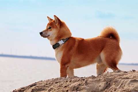 Two reasons why Shiba Inu price is about to break out - Shiba Inu Market News