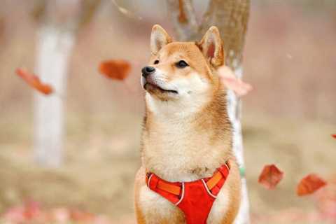 Shiba Inu price rally beat crypto bear market for this reason - Shiba Inu Market News