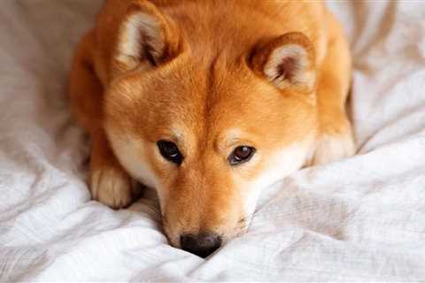 Nobody Cares About Shiba Inu (SHIB) Anymore, And There's a Reason For It (Opinion) - Shiba Inu..