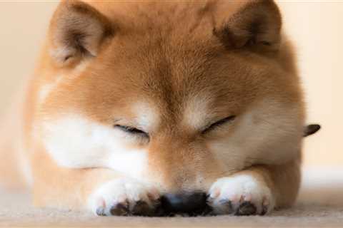 Shiba Inu: Buy the Dip? - Shiba Inu Market News