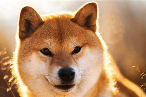 Shiba Inu biggest position for Ethereum whales holding more than $139M - Shiba Inu Market News